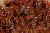 Glittering Ruby Red Vanadinite Crystals on Barite - Morocco #349428-1